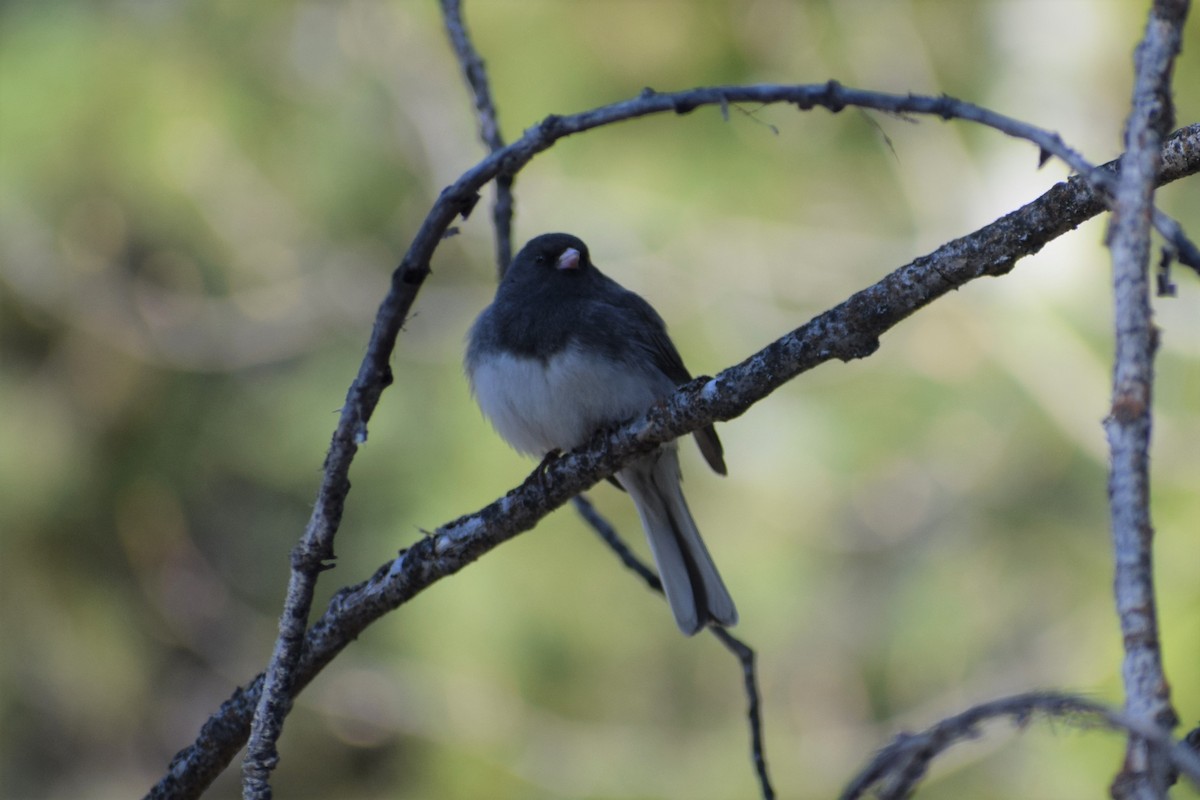 Dark-eyed Junco (Slate-colored) - Syd Cannings