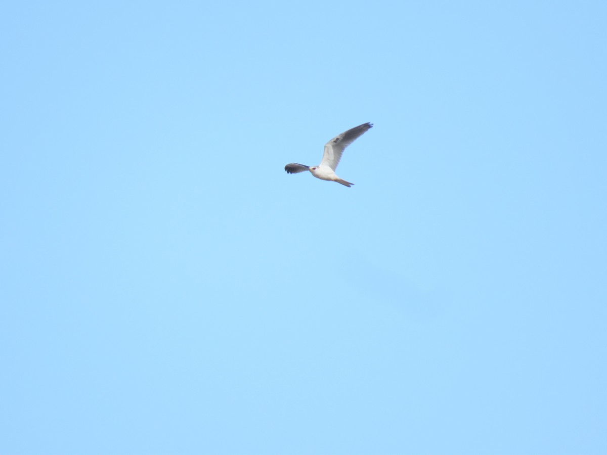 White-tailed Kite - Wilmer Ramirez