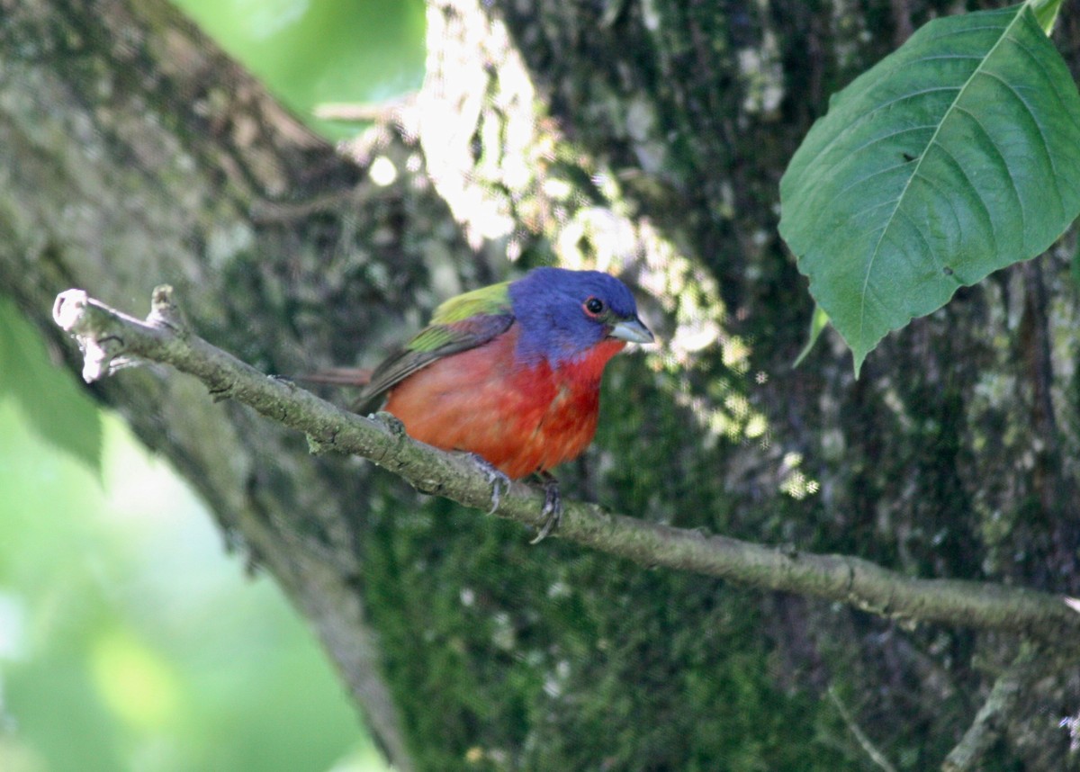 Painted Bunting - ML233270411