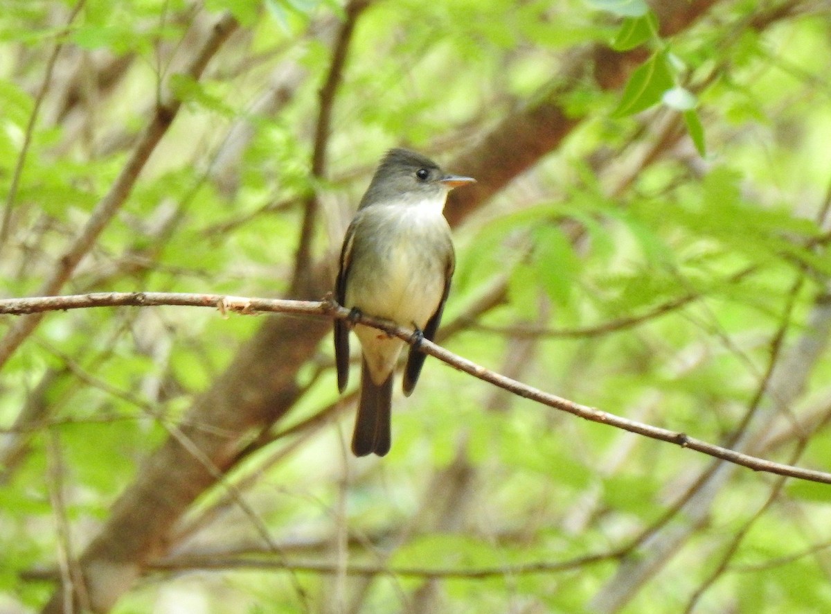 Eastern Wood-Pewee - Anonymous
