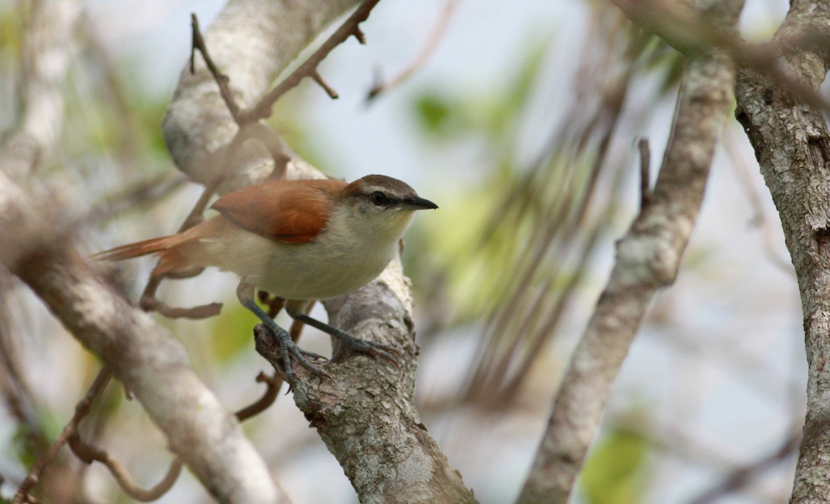 Yellow-chinned Spinetail - ML23327291
