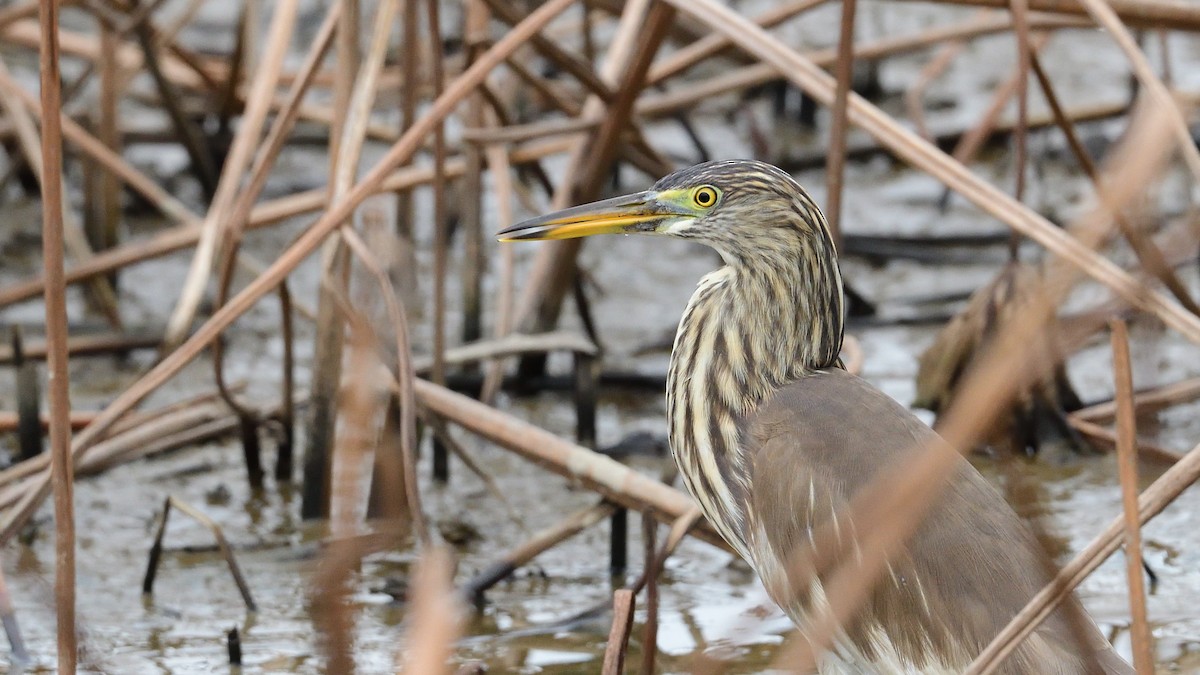 Chinese Pond-Heron - Anonymous