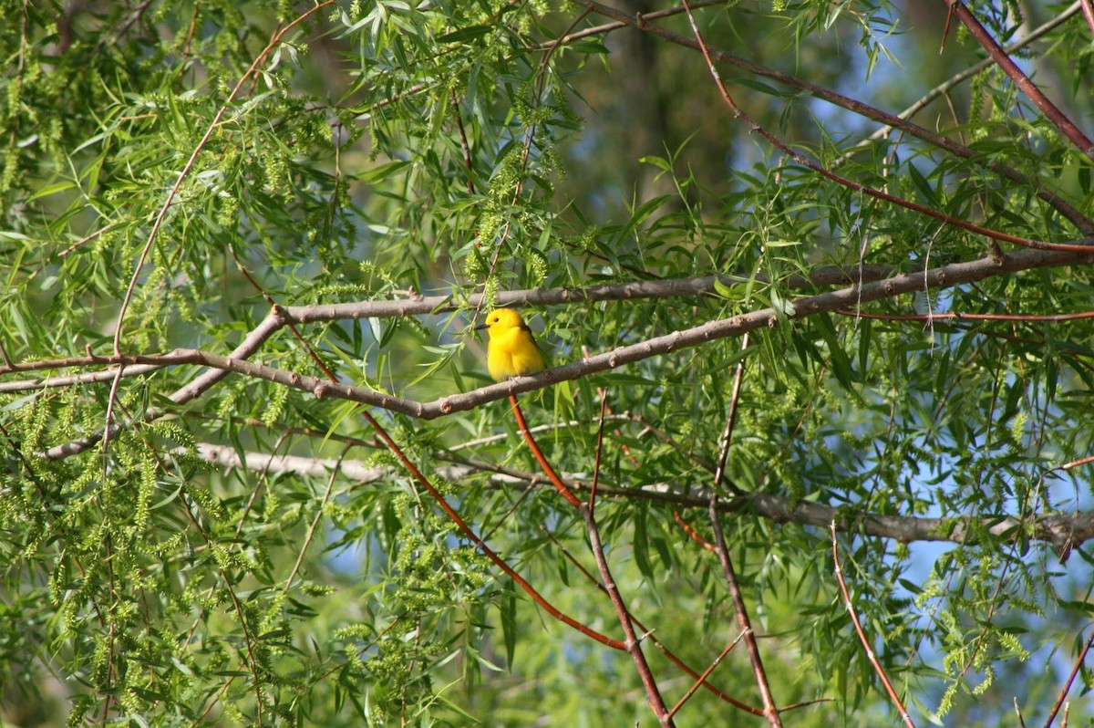 Prothonotary Warbler - ML233277131