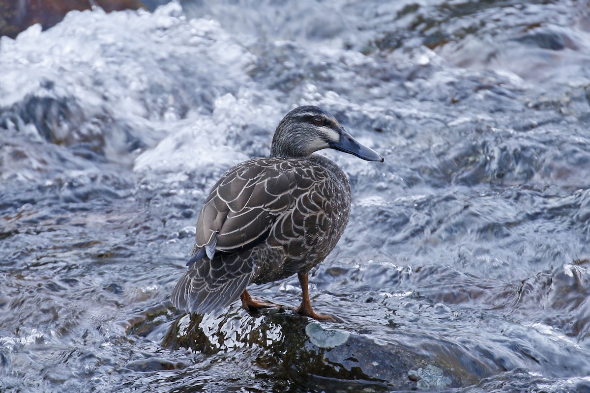 Pacific Black Duck - Jan Andersson