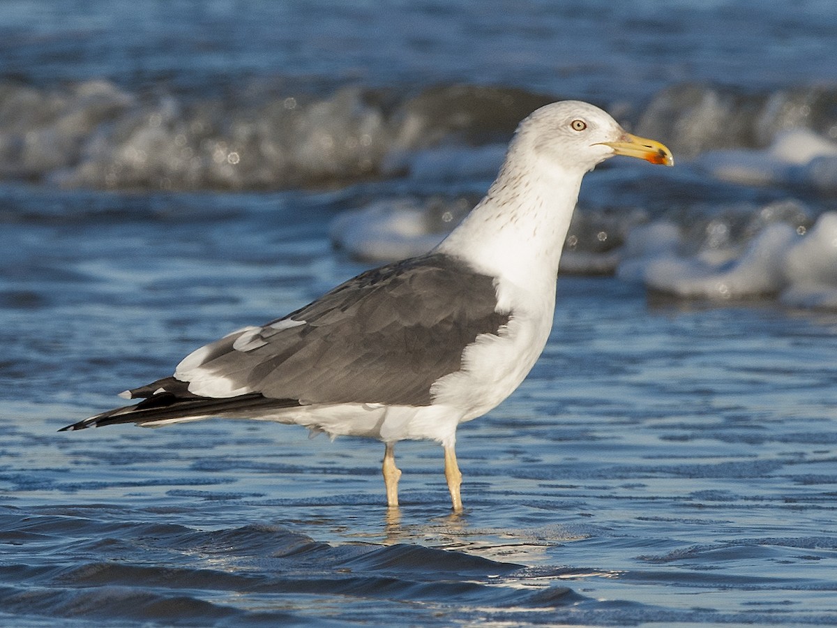Lesser Black-backed Gull - Cliff Peterson