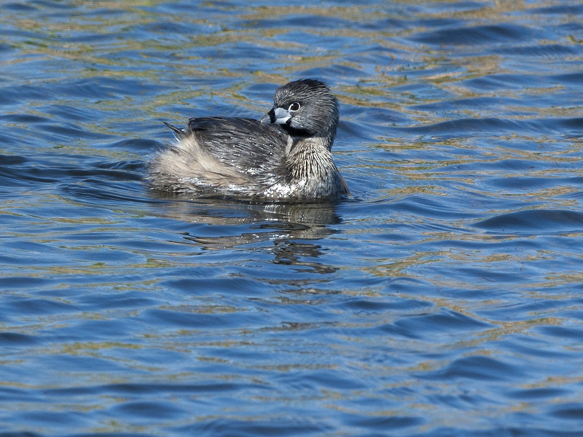 Pied-billed Grebe - Cliff Peterson