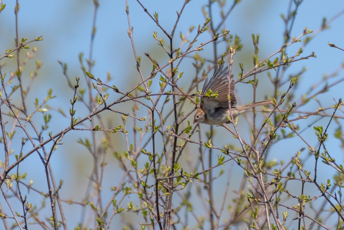 Field Sparrow - Steve Bayer