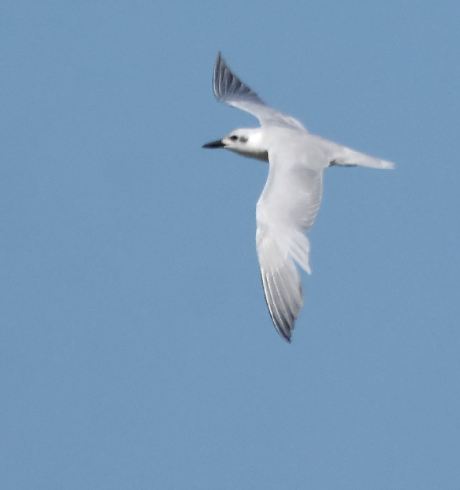 Gull-billed Tern - Steven Mlodinow