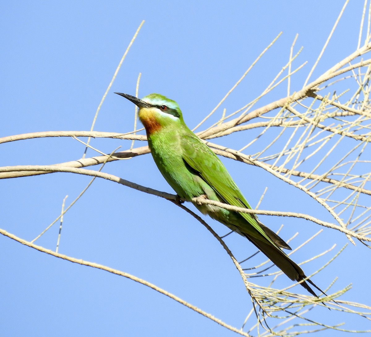 Blue-cheeked Bee-eater - ML233287931