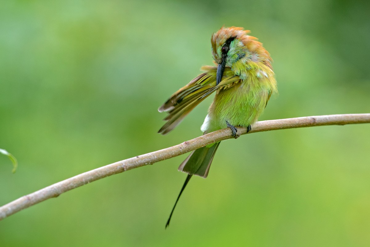 Asian Green Bee-eater - Aseem Kothiala