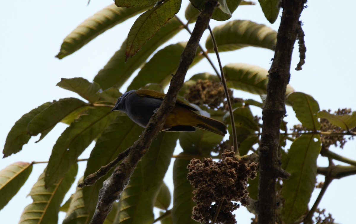 Blue-capped Tanager - ML23328971