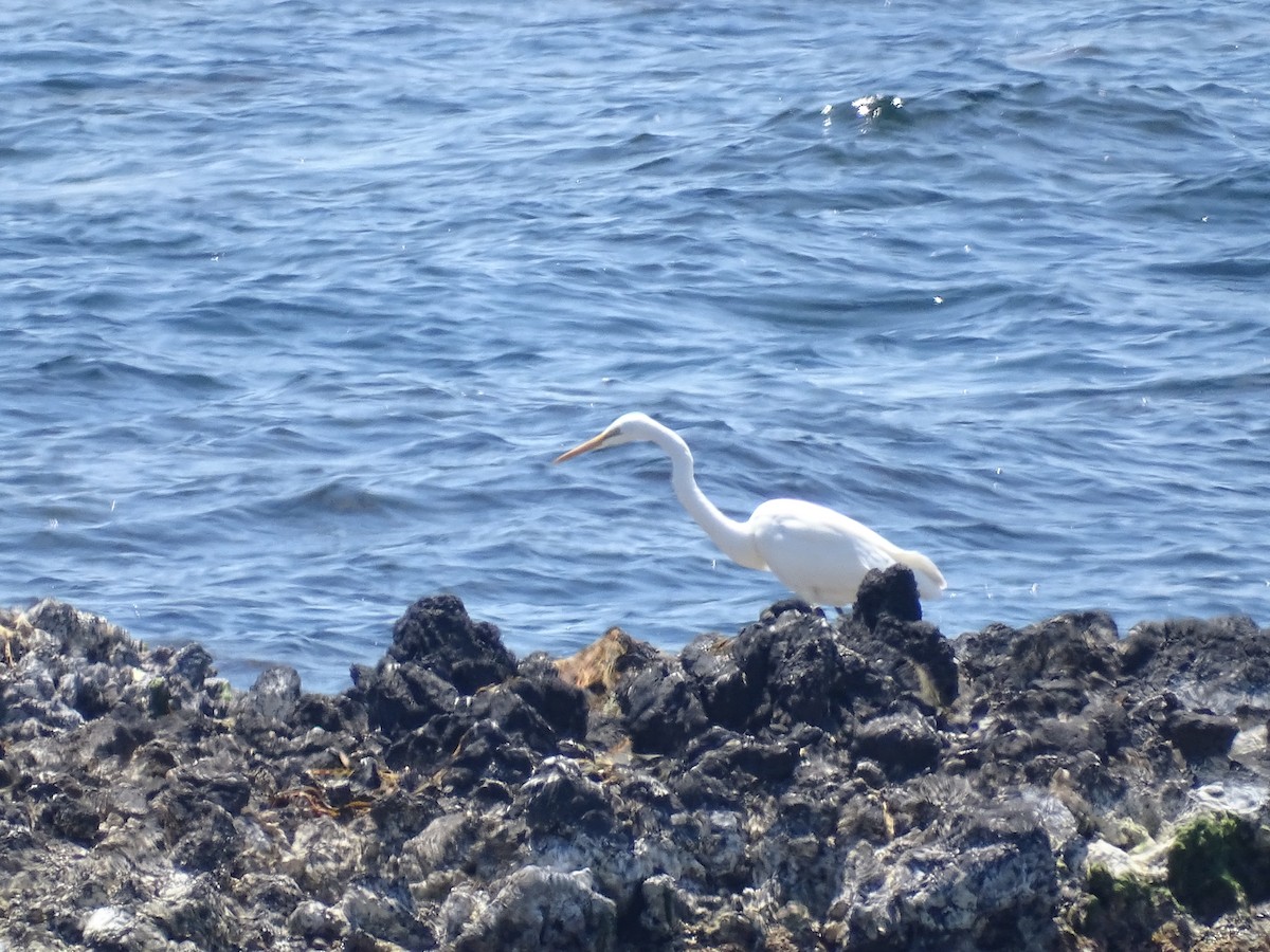 Great Egret (modesta) - Gerben ter Haar