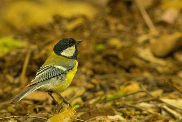 Adult dorsal view (subspecies <em class="SciName notranslate">blanfordi</em>). - Great Tit - 