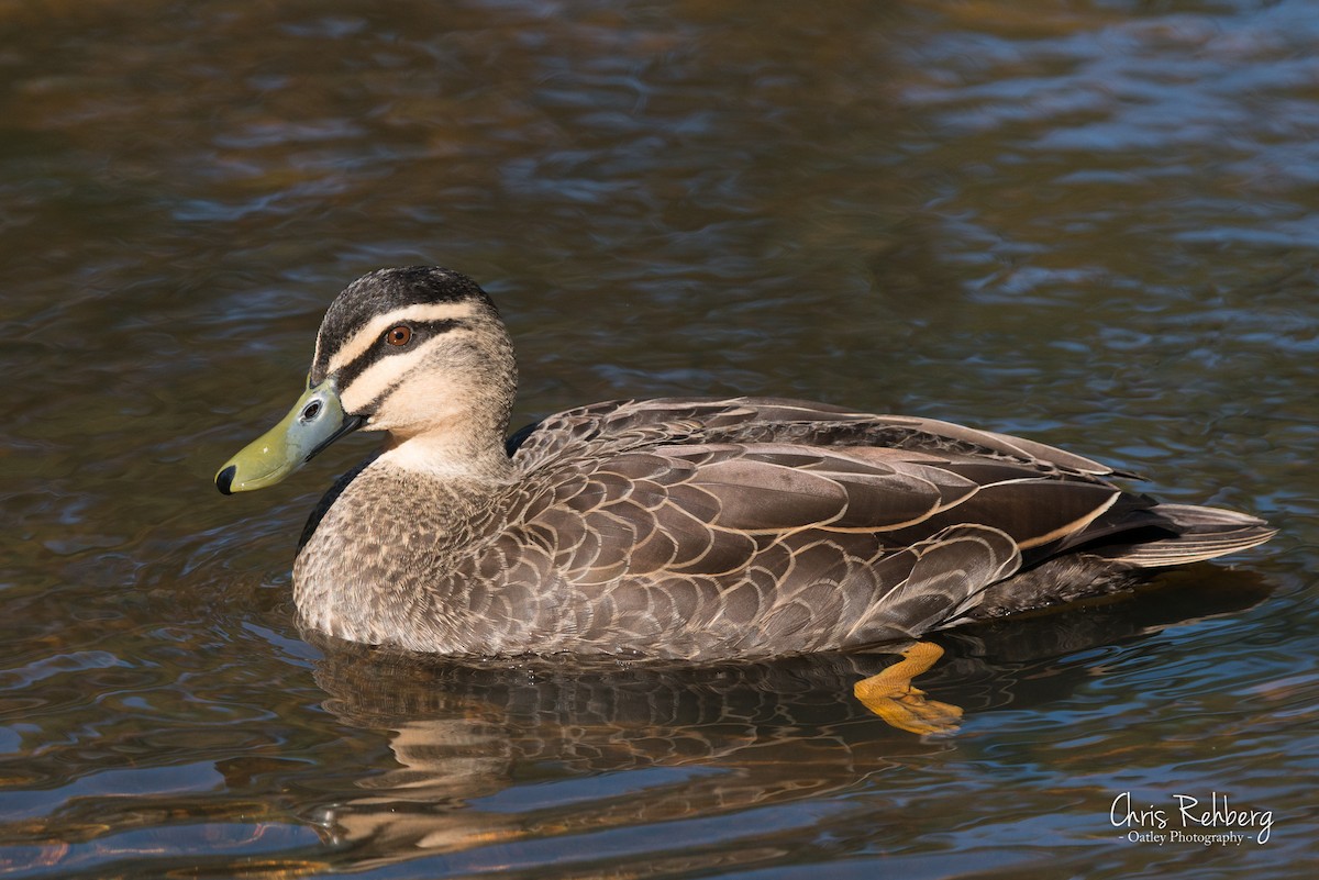 Mallard x Pacific Black Duck (hybrid) - Chris Rehberg  | Sydney Birding