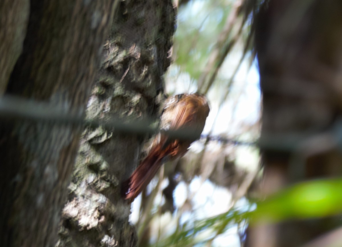Ash-browed Spinetail - Michael Muchmore