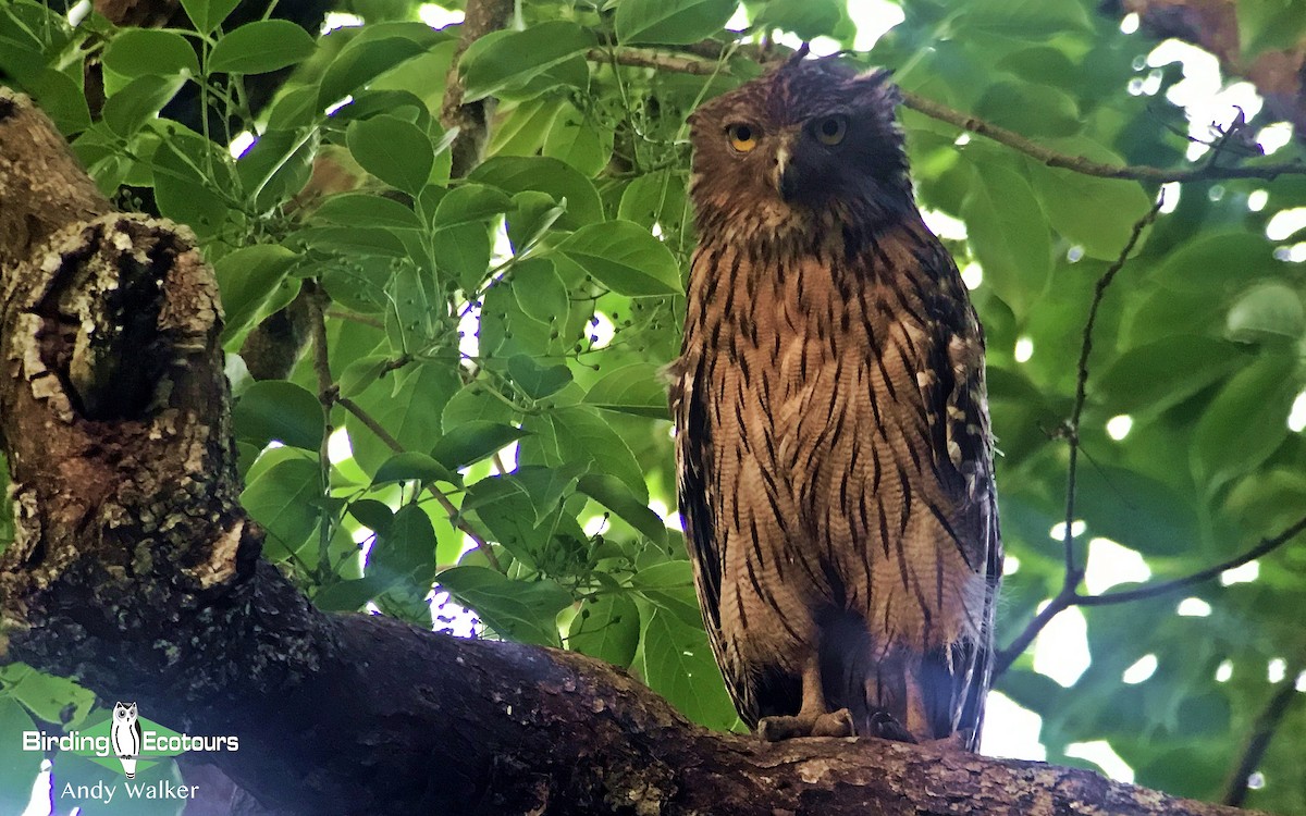 Brown Fish-Owl - Andy Walker - Birding Ecotours