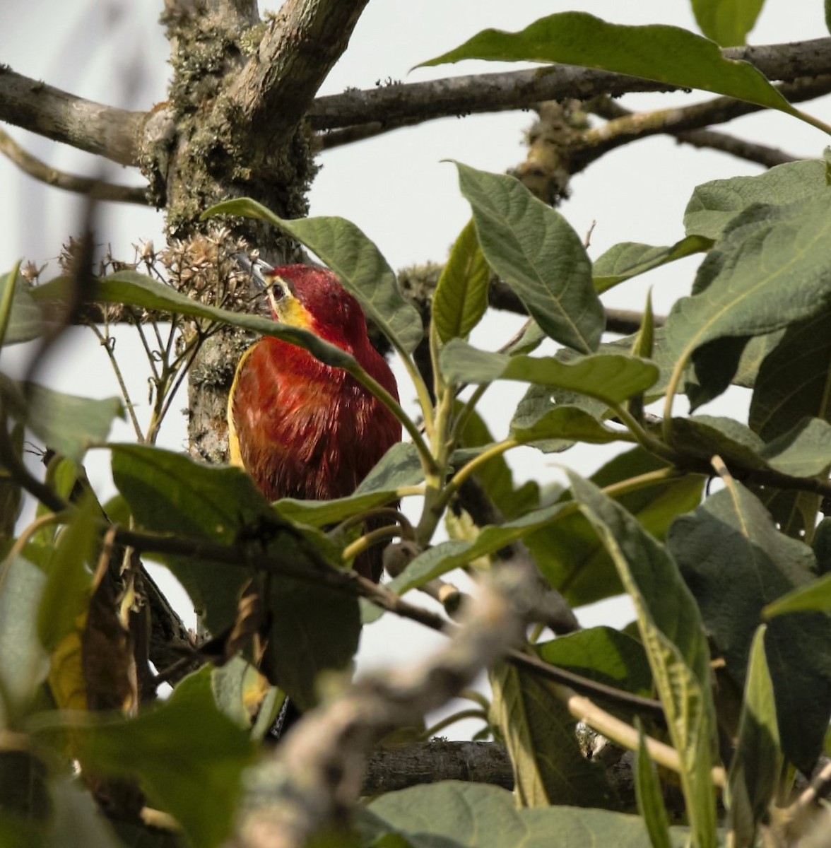 Crimson-mantled Woodpecker - ML23329361