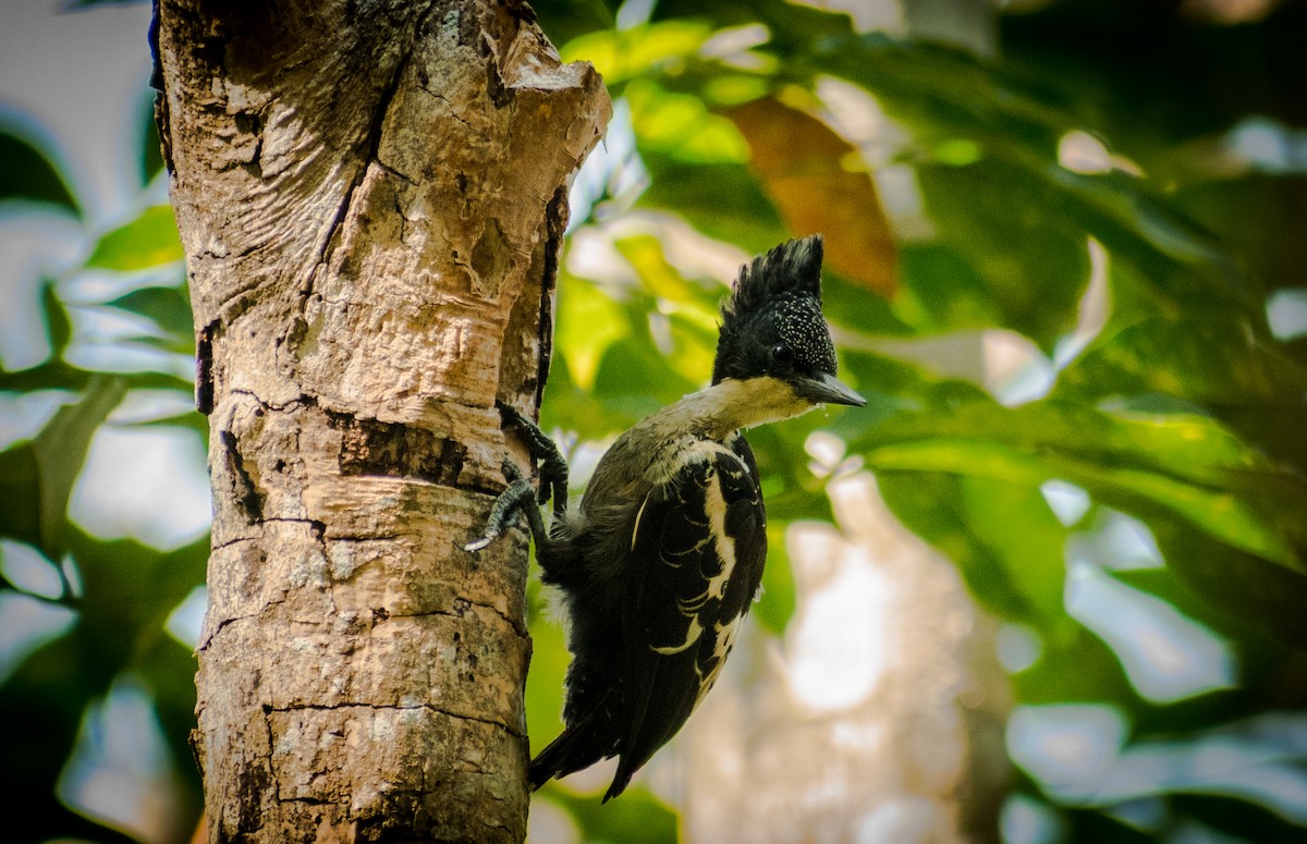 Heart-spotted Woodpecker - Sreehari K Mohan