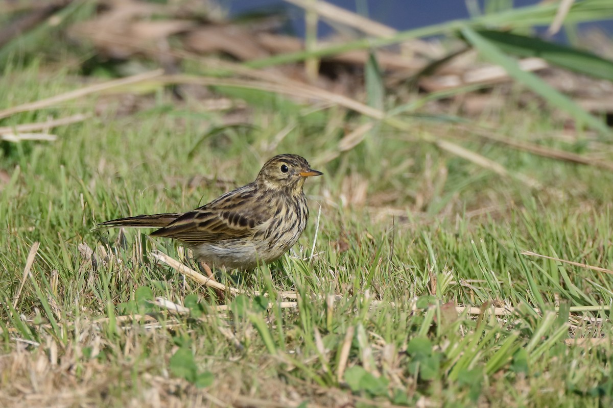 Meadow Pipit - ML233294951