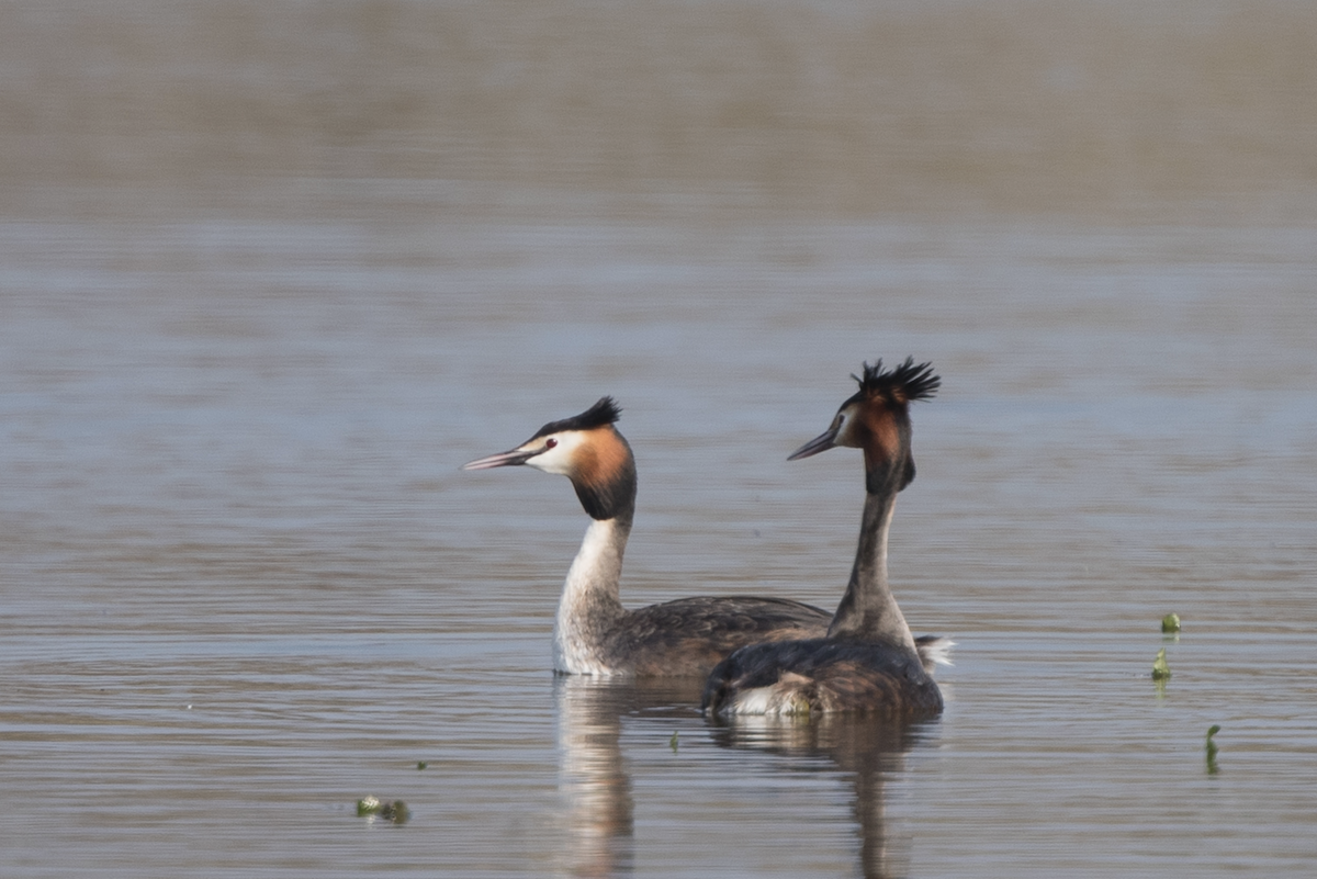 Great Crested Grebe - ML233295151