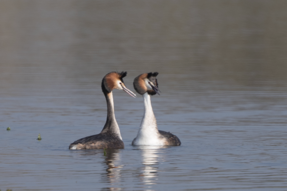 Great Crested Grebe - ML233295161