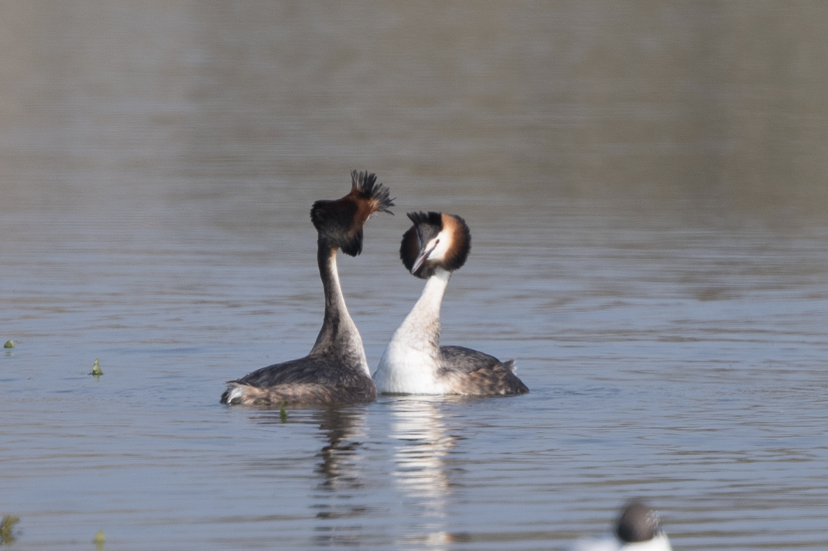 Great Crested Grebe - ML233295221