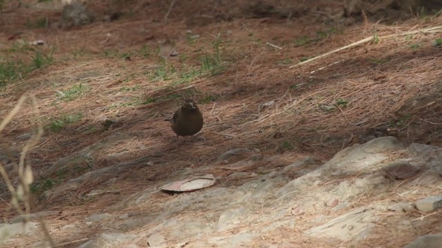 Spectacled Finch - ML233299991