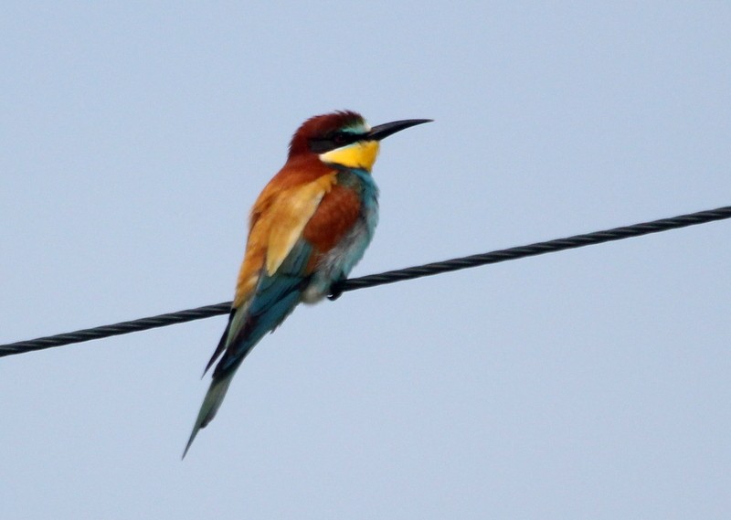European Bee-eater - ML233301501