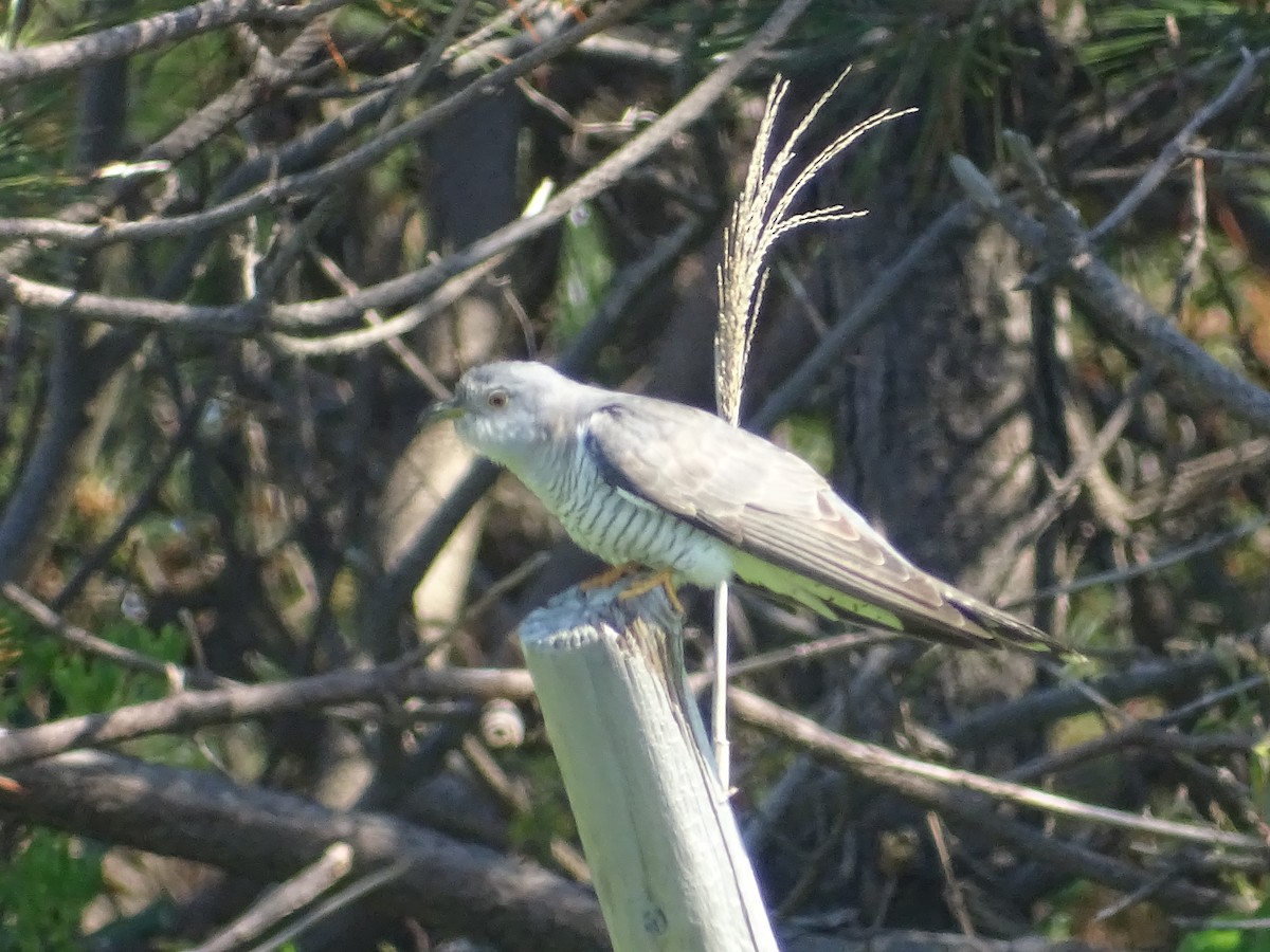 Common Cuckoo - Gerben ter Haar