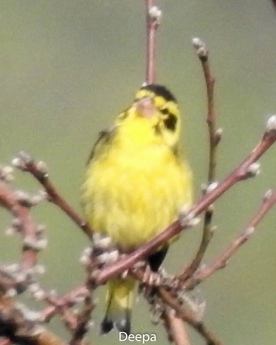 Yellow-breasted Greenfinch - ML233304121