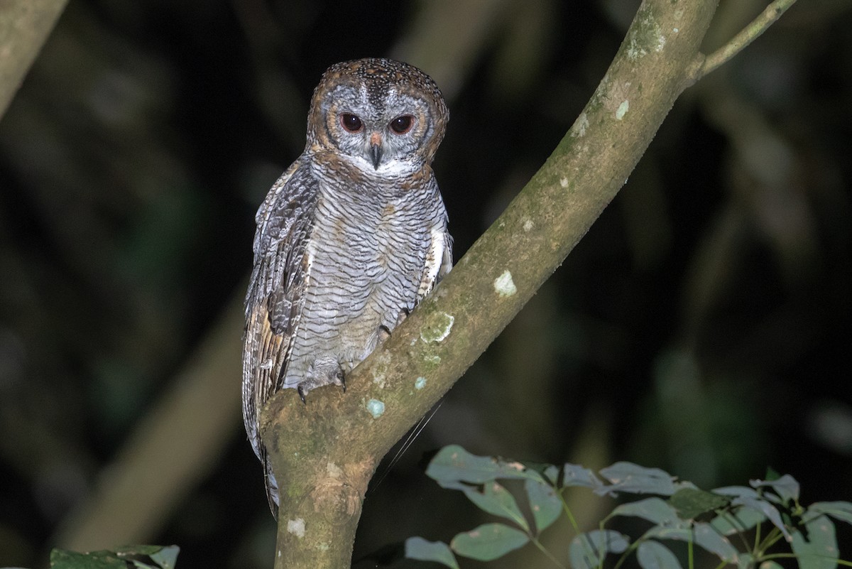 Mottled Wood-Owl - ML233304131