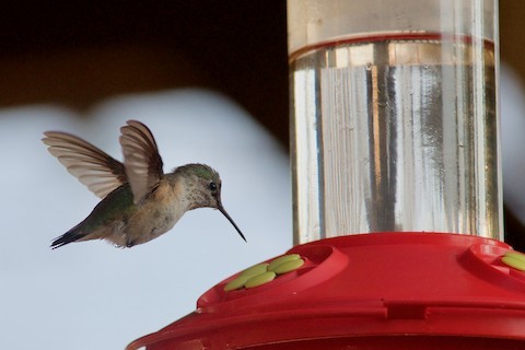 Calliope Hummingbird - ML233304831