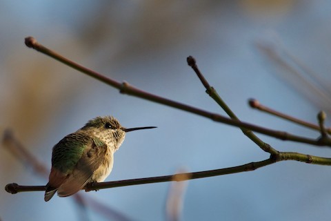 Calliope Hummingbird - ML233304851
