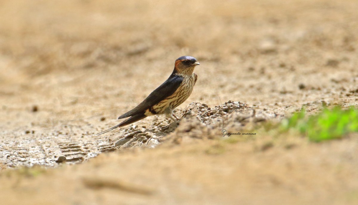 Striated Swallow - Jayanta Manna