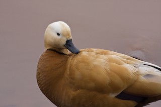 Ruddy Shelduck, ML233311161