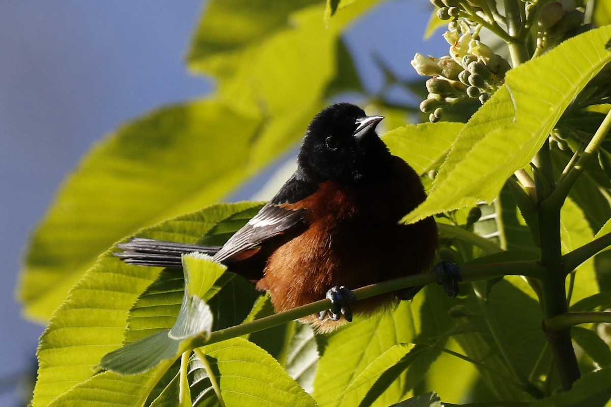 Orchard Oriole - ML233311821