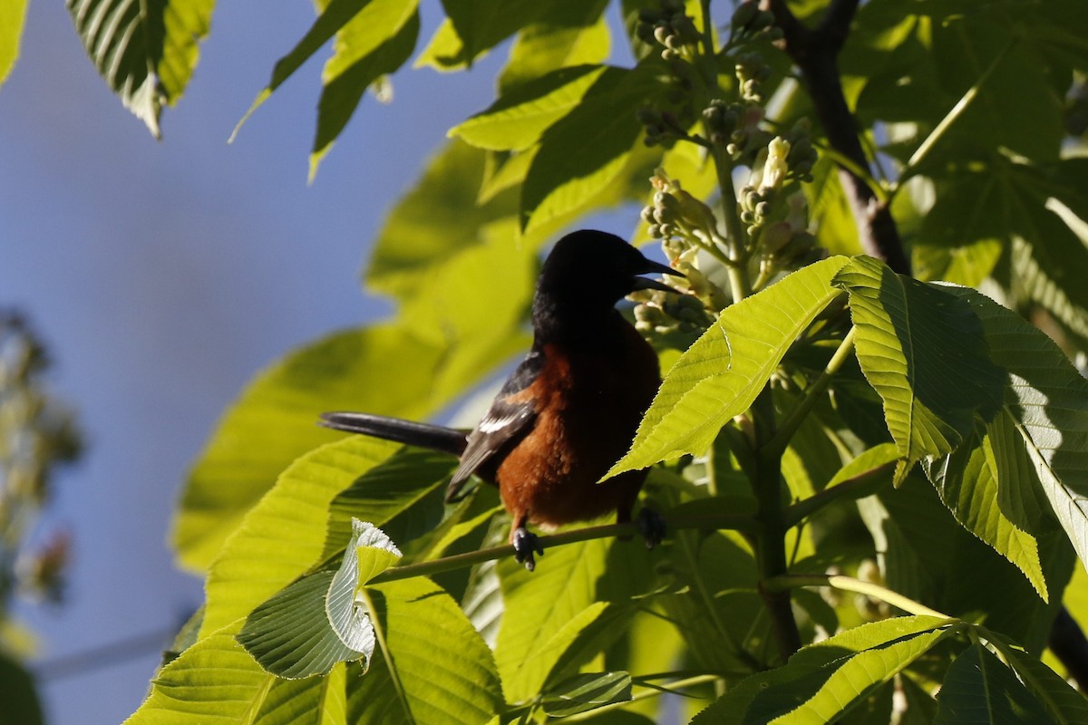 Orchard Oriole - ML233311831