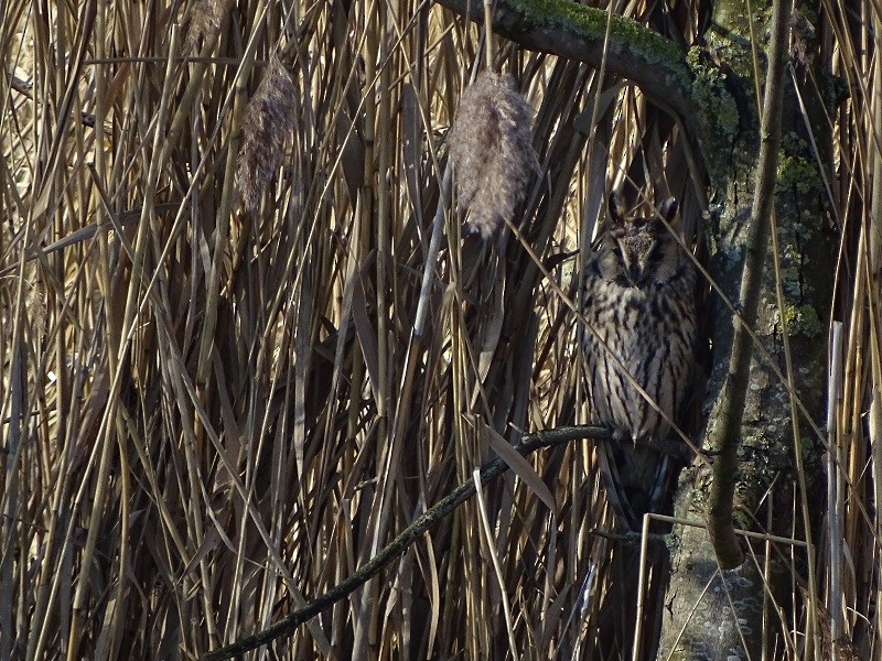 Long-eared Owl - ML233313481