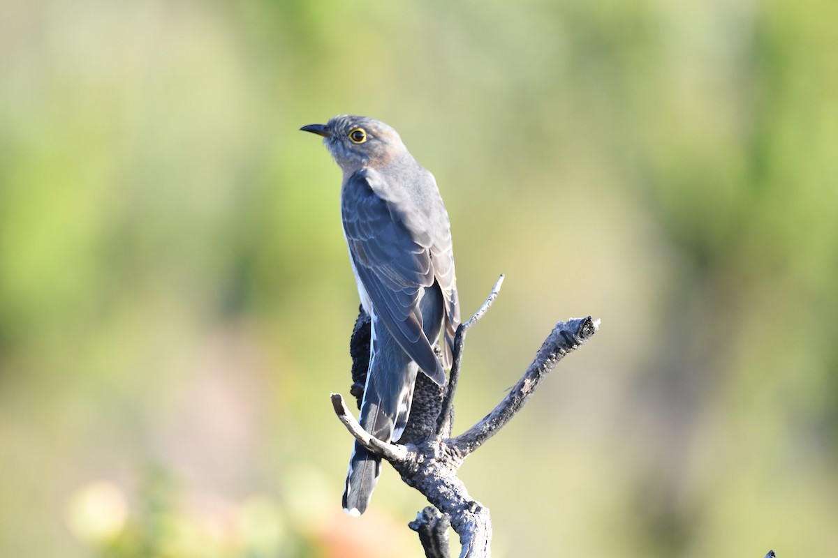 Fan-tailed Cuckoo - ML233313671
