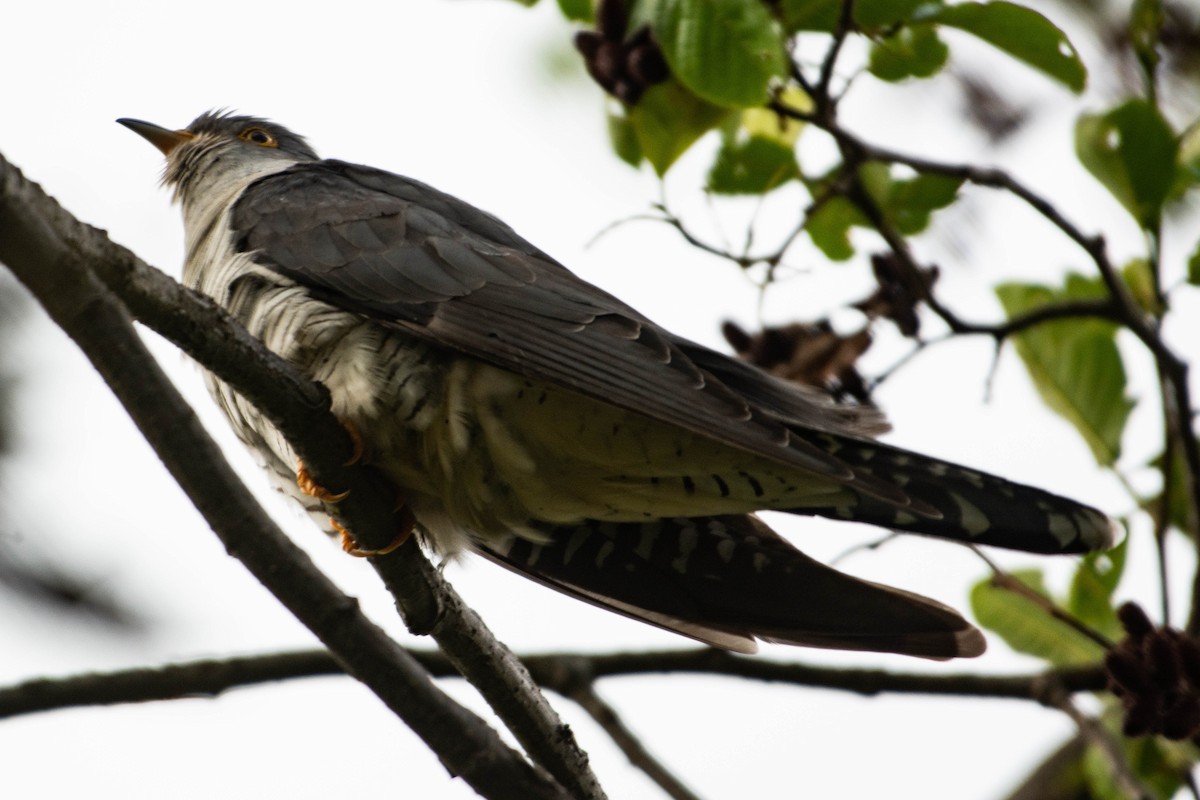 Himalayan Cuckoo - Brijesh Rawat