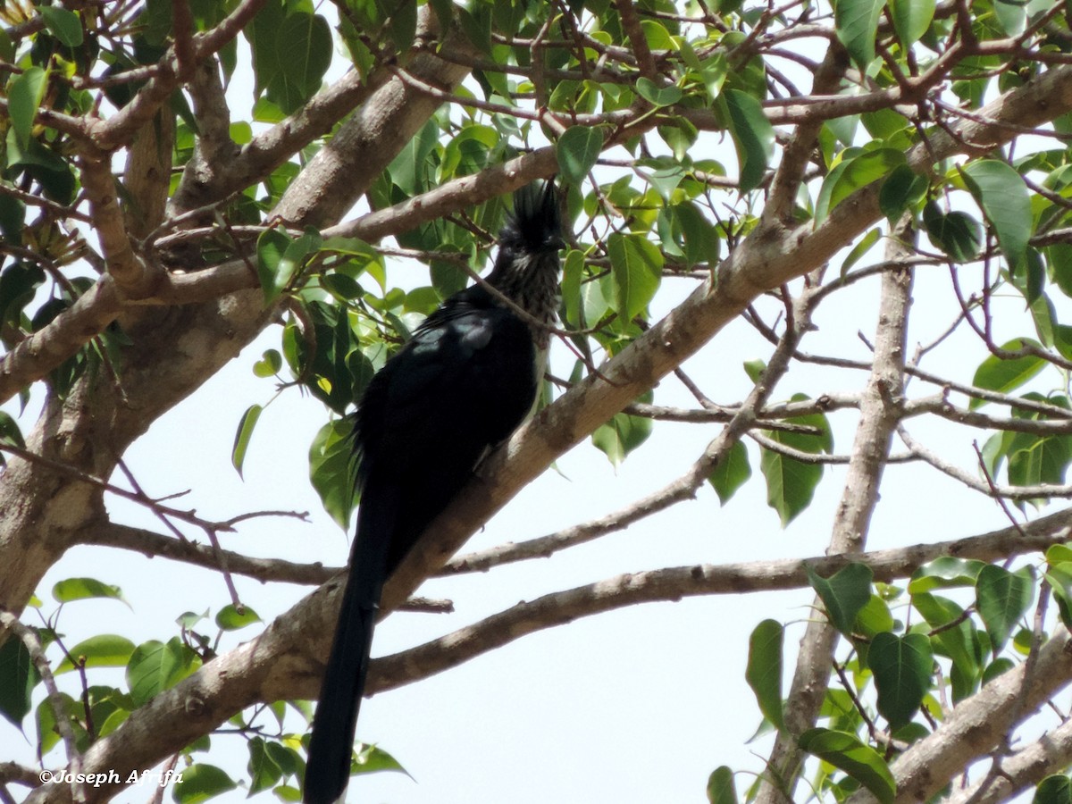 Levaillant's Cuckoo - JOSEPH KWASI AFRIFA
