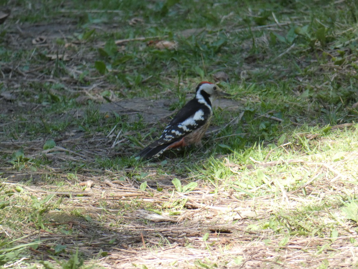 Middle Spotted Woodpecker - ML233315991