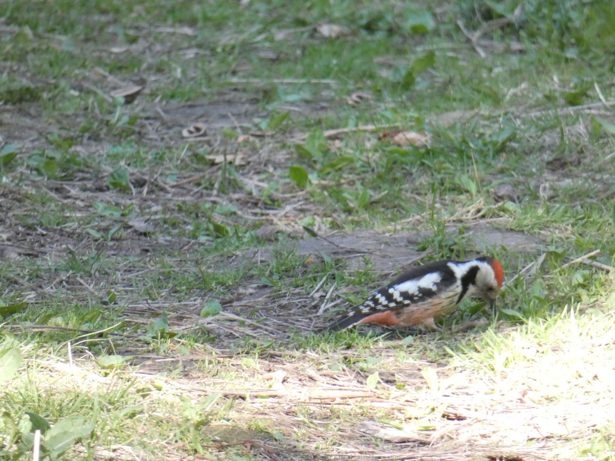 Middle Spotted Woodpecker - ML233316231