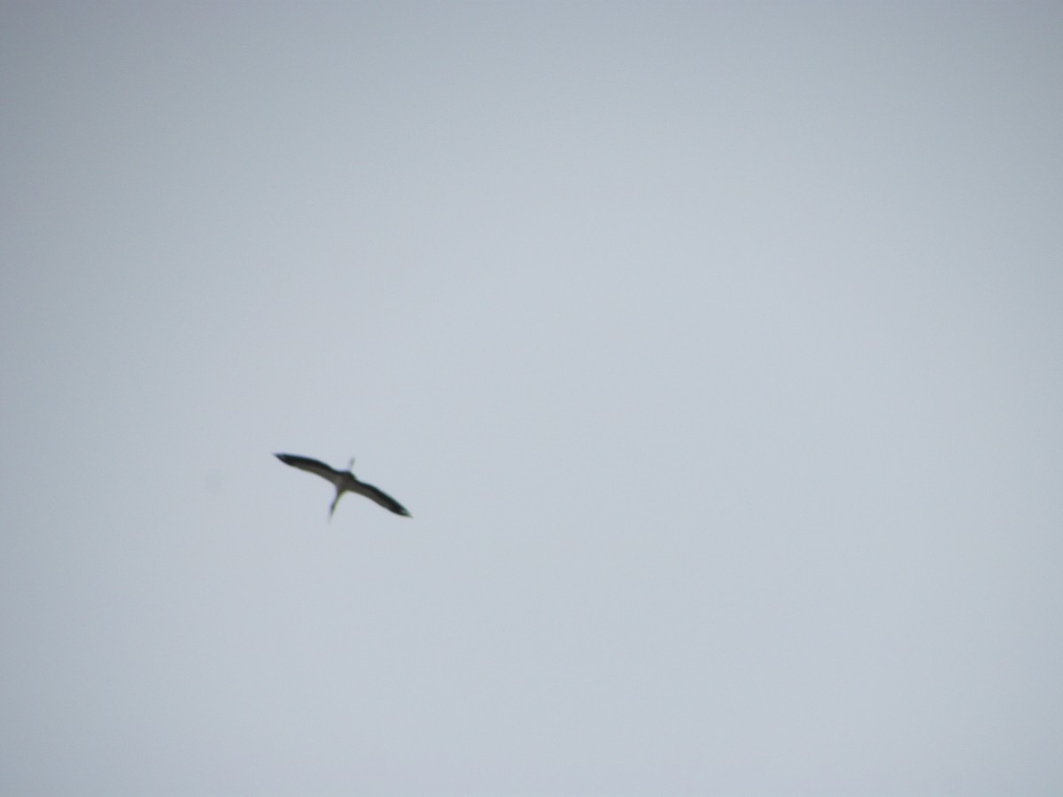 Wood Stork - Edwin Campbell - www.whitehawkbirding.com