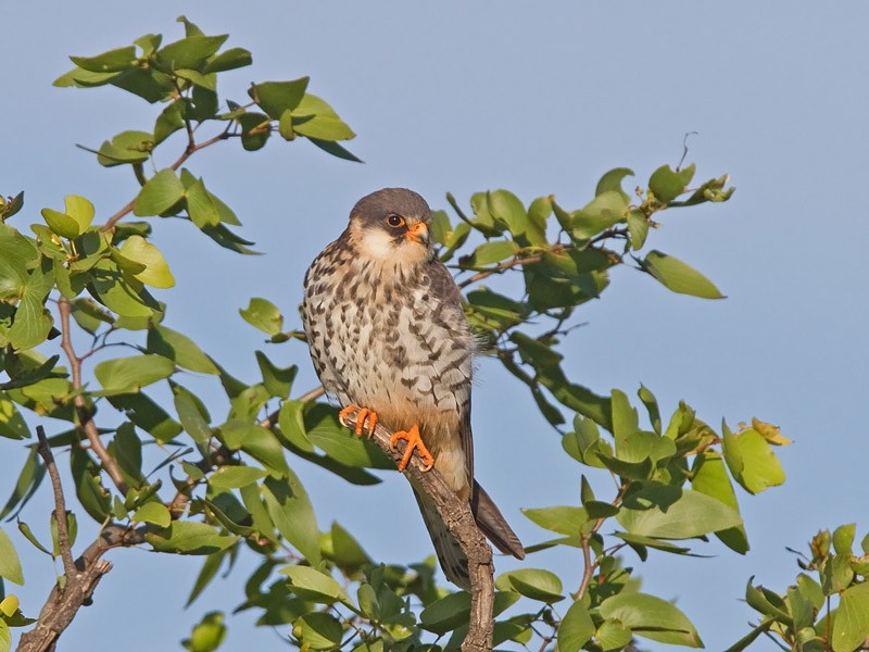 Amur Falcon - Niall D Perrins
