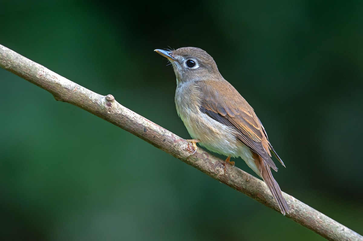 Brown-breasted Flycatcher - ML233317641