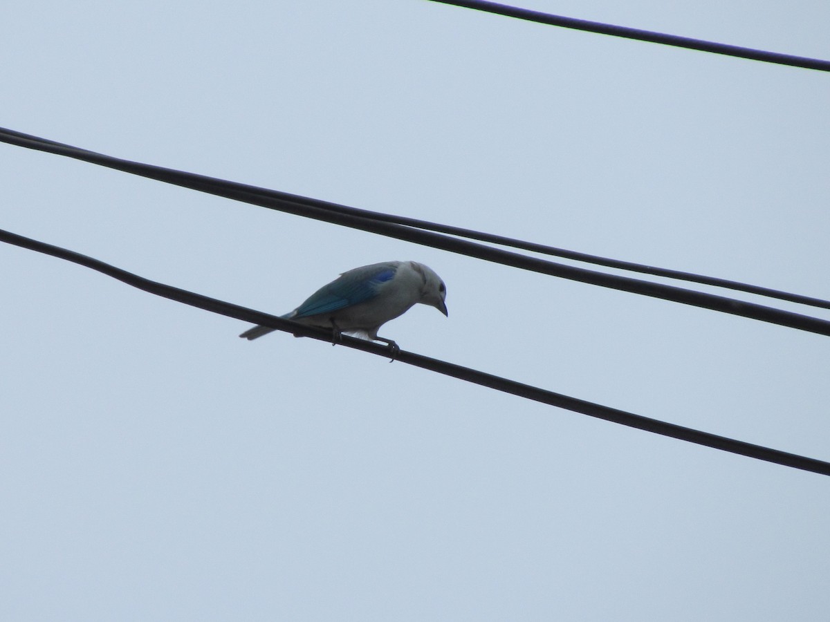 Blue-gray Tanager - ML233317741