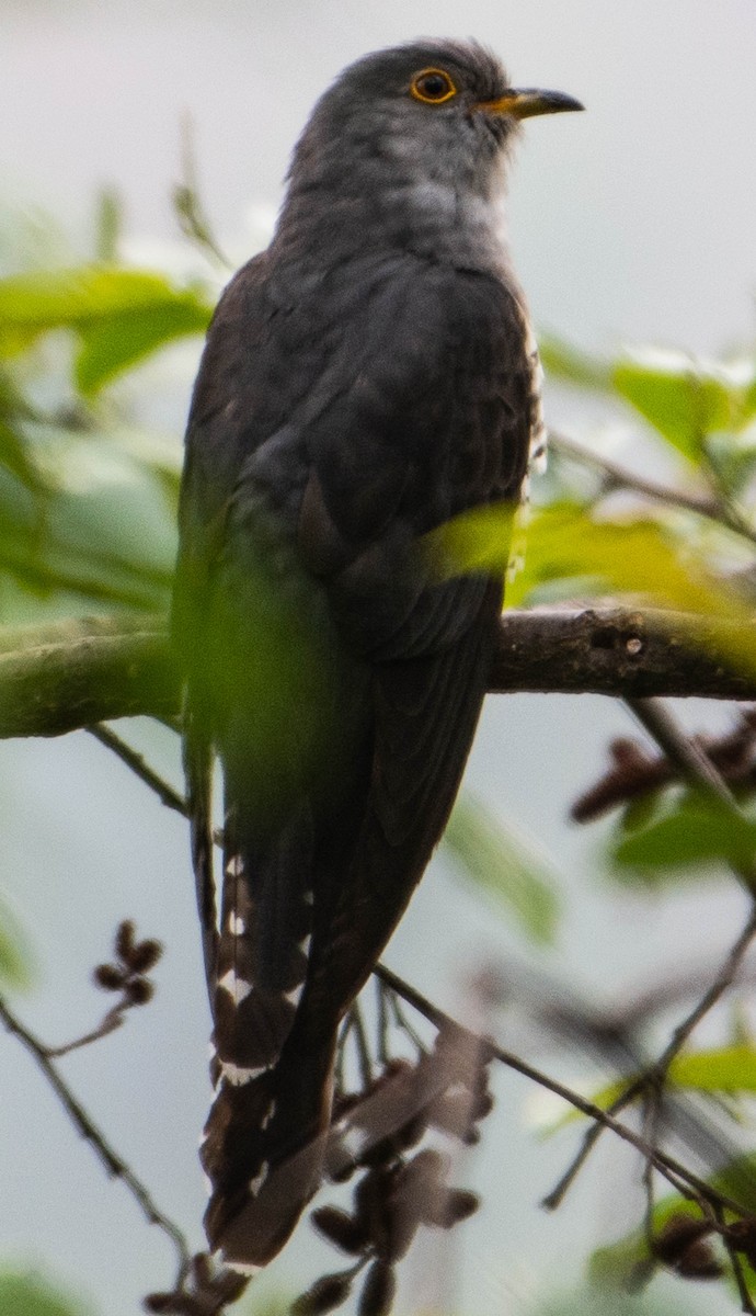 Indian Cuckoo - Brijesh Rawat
