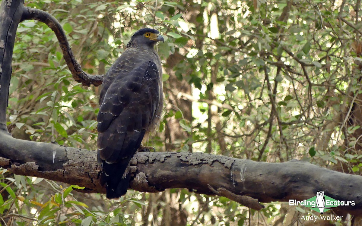 Crested Serpent-Eagle - Andy Walker - Birding Ecotours