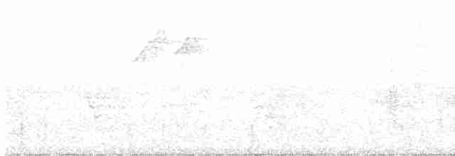 Краснохвостый колибри-отшельник - ML233327181